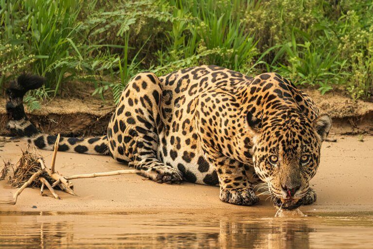 Wild jaguar drinking from the wetland in the Pantanal