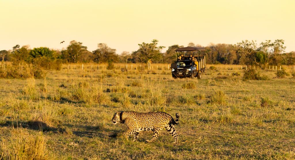 Wild jaguar spotted during 4x4 wildlife safari at the Pantanal in Brazil