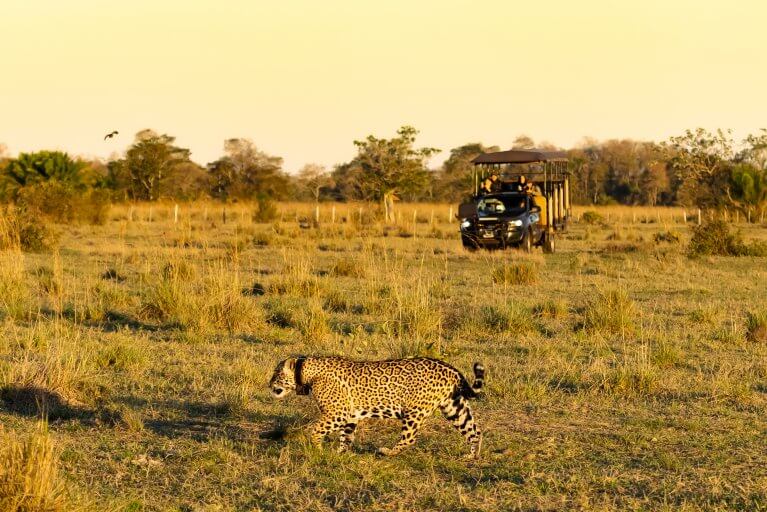 Wild jaguar spotted during 4x4 wildlife safari at the Pantanal in Brazil