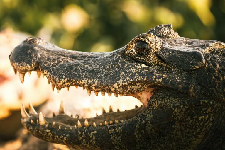 Yacare Caiman on nature walk in the Pantanal in Brazil