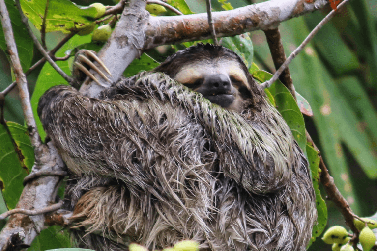 Three-toed sloth in the trees in Panama