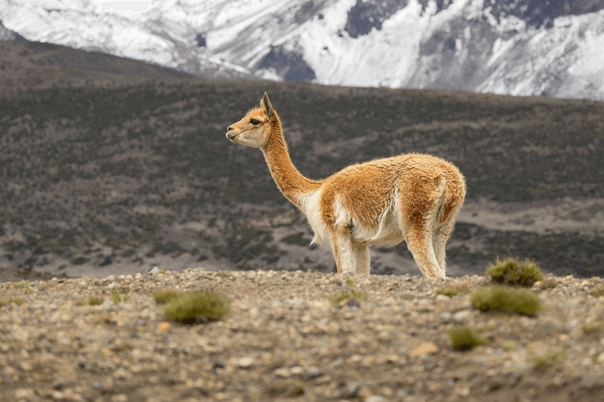 Vicuna-During-Wildlife-Tours-Ecuador