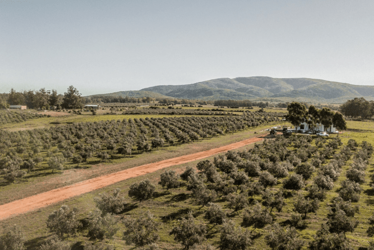 Aerial of incredible olive oil plantation in Punta del Este
