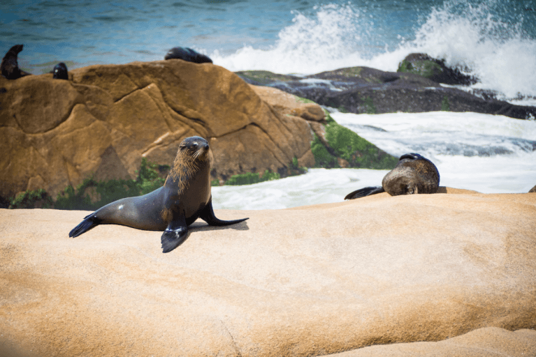 Sealions on the rocks near the ocean in Uruguay