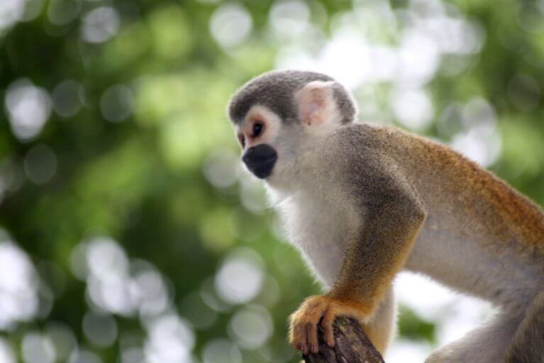Monkey in Ecuadorian Amazon during private tour at La Selva Lodge