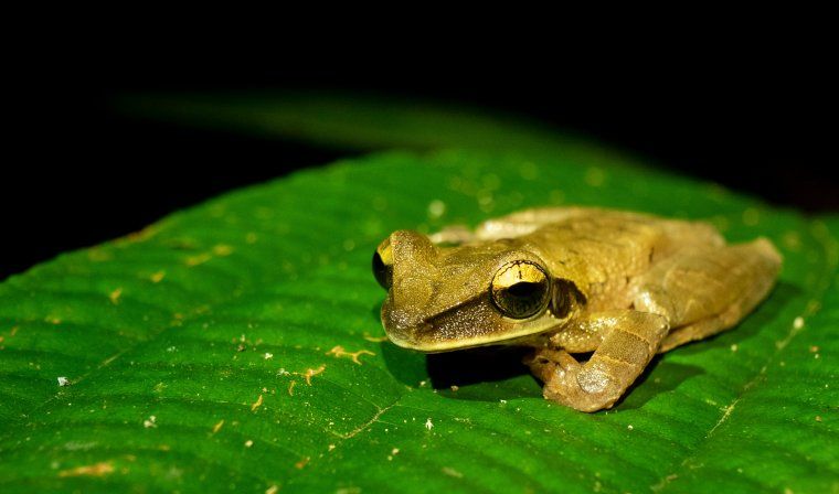 Green frog perched on green leaf in the Peruvian Amazon during night tour