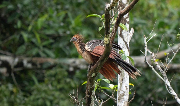 Hoatzin perched on tree in the Peruvian Amazon