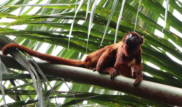 Red Howler Monkey spotted during wildlife tour in Peruvian Amazon