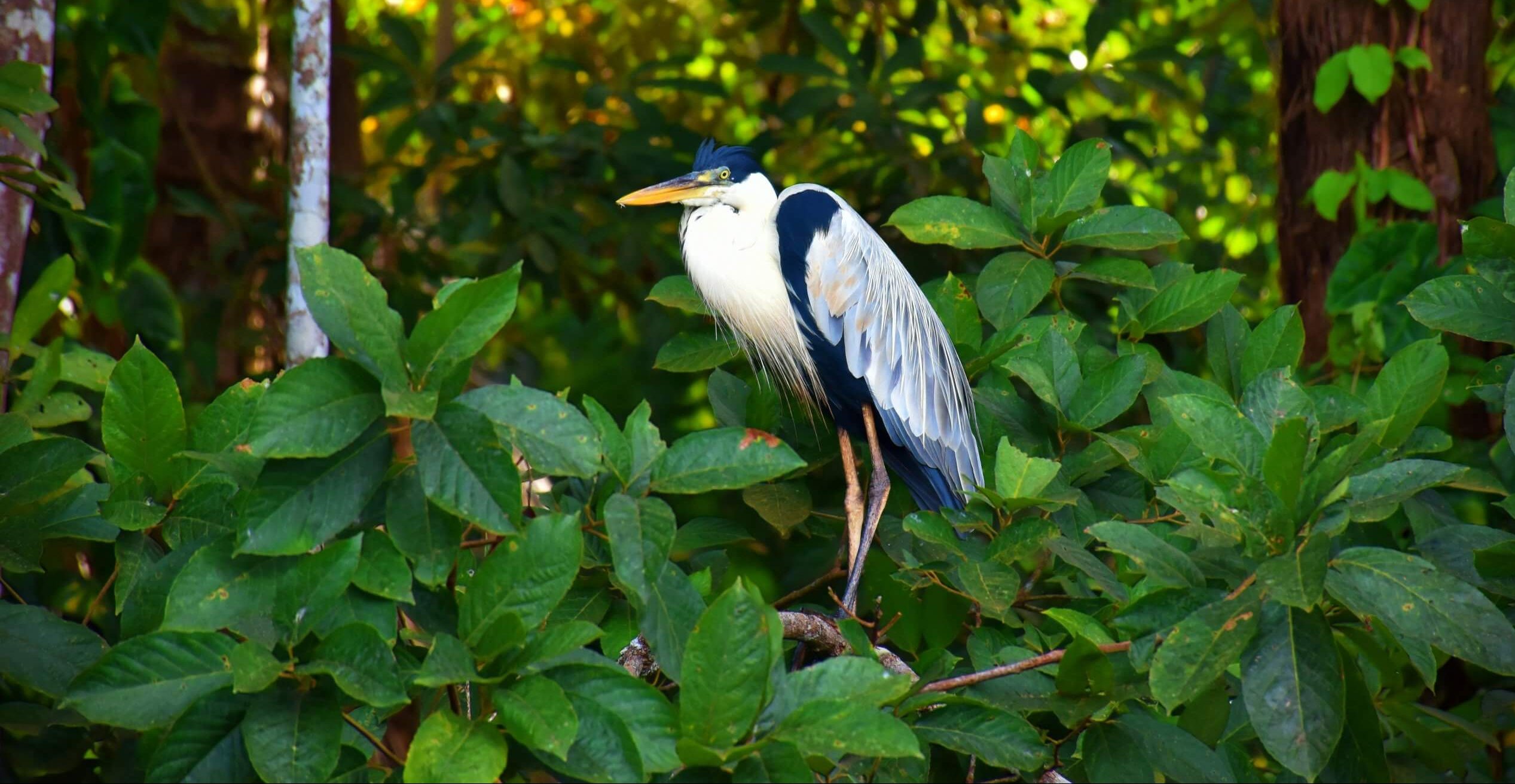 Beautiful bird perched on tree in Peruvian Amazon during wildlife tour