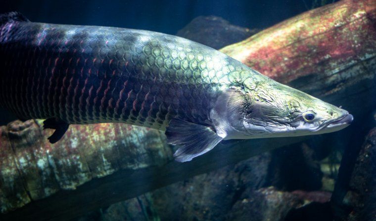 Arapaima swimming through waters in Peru Amazon river
