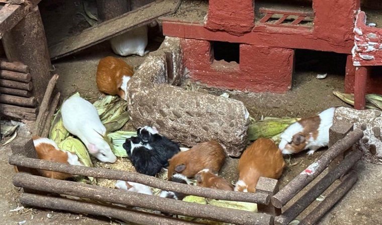 Guinea Pigs in local Peru family home during luxury tour with travel advisors