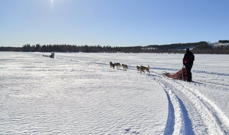 View of dog sledding excursion during winter luxury tour in Swedish Lapland