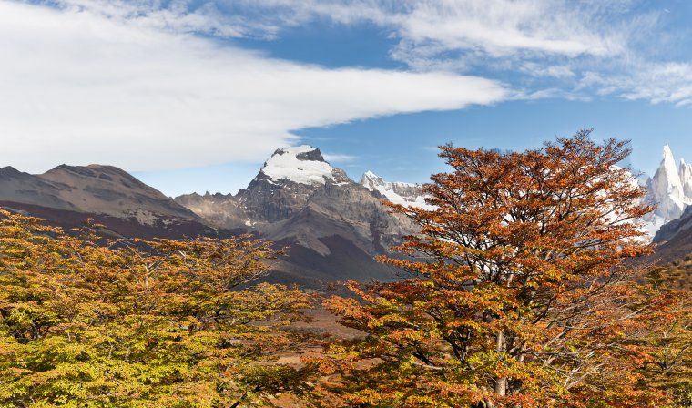 Beautiful fall colors against mountain in El Chalten