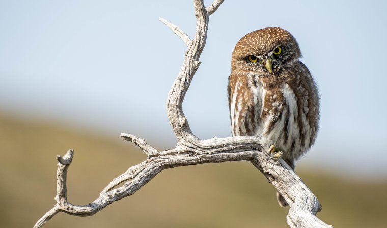 Small pygmy owl perched on tree during luxury hiking tour in Torres del Paine