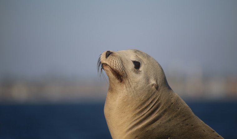 Small Mediterranean Monk Seal in Polyaigos in Greece
