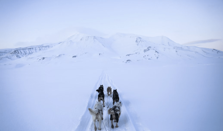 Dog sledding excursion in northern Iceland during private winter adventure tour