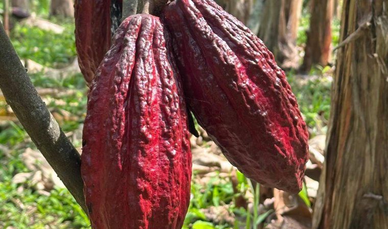 Fresh cacao discovered during private tour of a cacao farm in Colombia