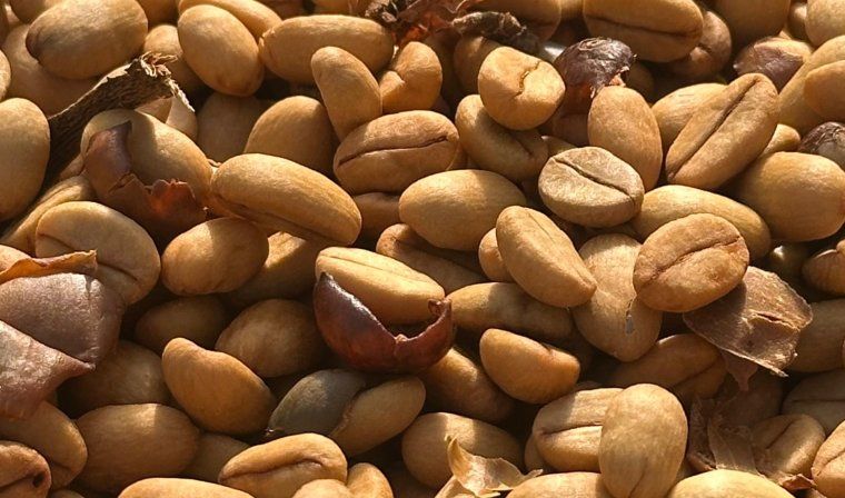 Coffee beans at local coffee farm in Colombia