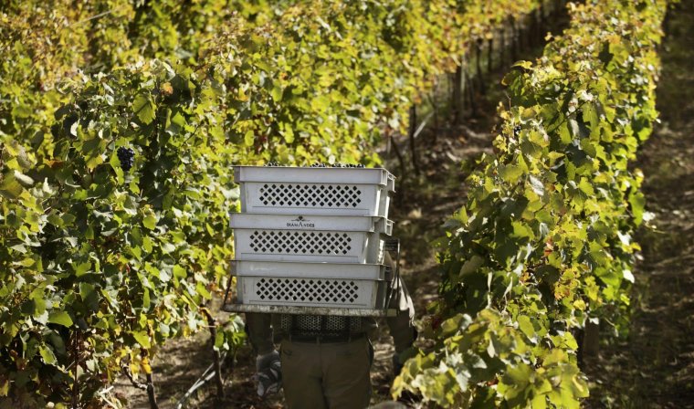 Grapes being harvested at Diamandes in Mendoza for wine season