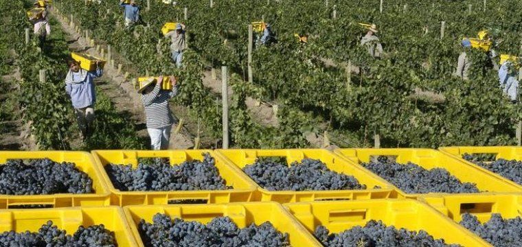 Matervini Winery harvesting grapes in Argentina