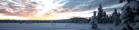 Landscape showing snowy clearing in a forest of pine trees at sunset in Swedish Lapland