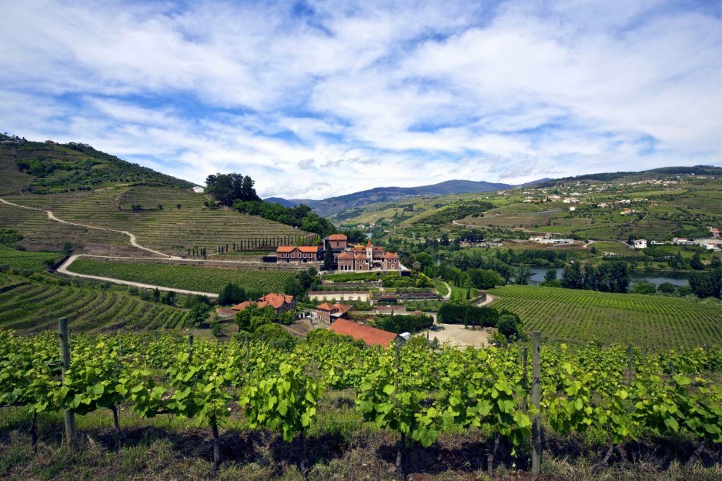 A view of the vineyards at Six Senses.