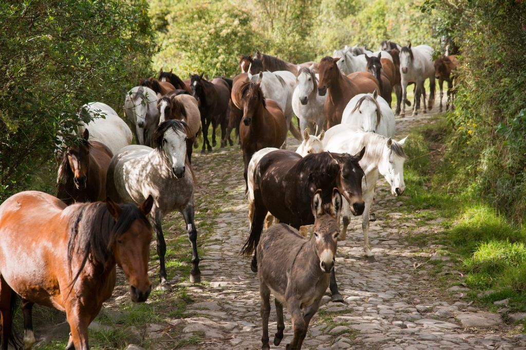 A group of the horses at Hacienda Zuleta.