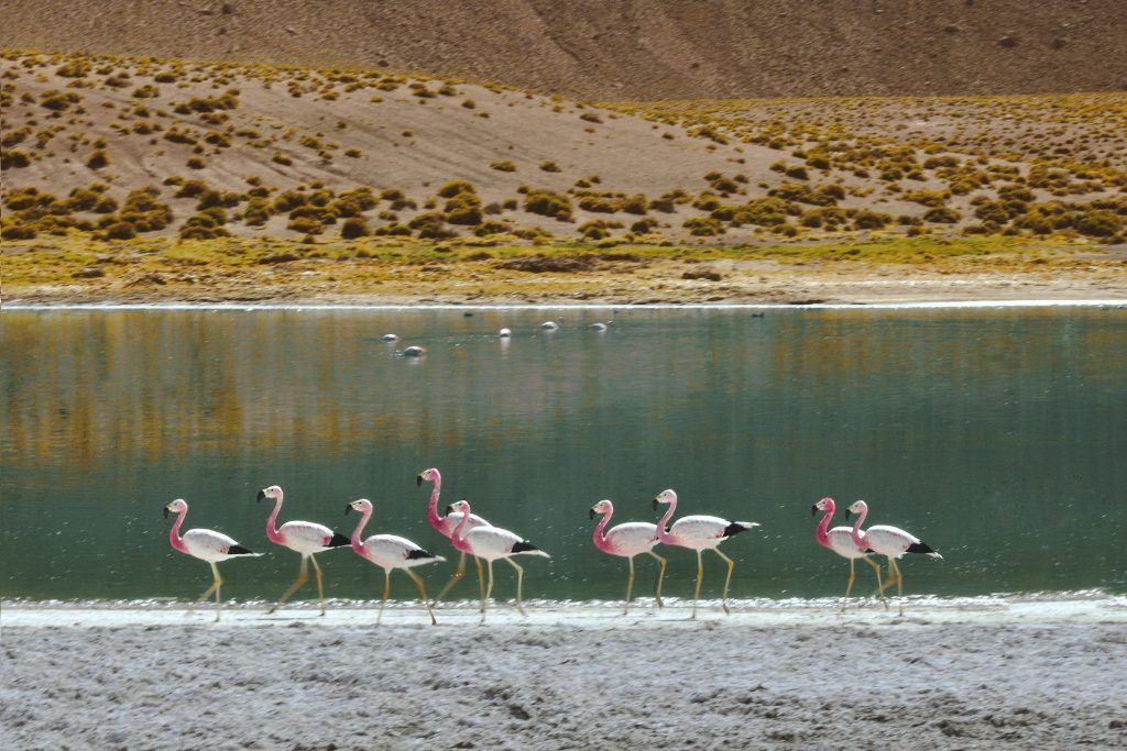 Flamingos against a rocky backdrop in the Atacama Desert.