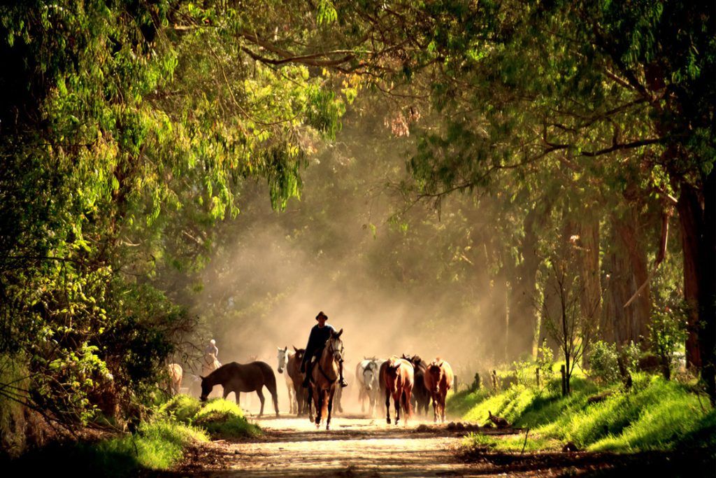 A person riding horses on a sunny tree-lined path at Hacienda Zuleta.
