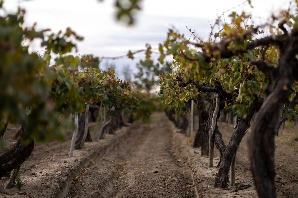 Private vineyard at the Patios de Cafayate hotel in Argentina