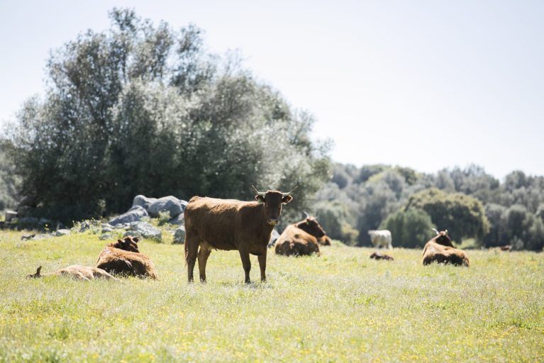 Cows in a field in Alentejo.