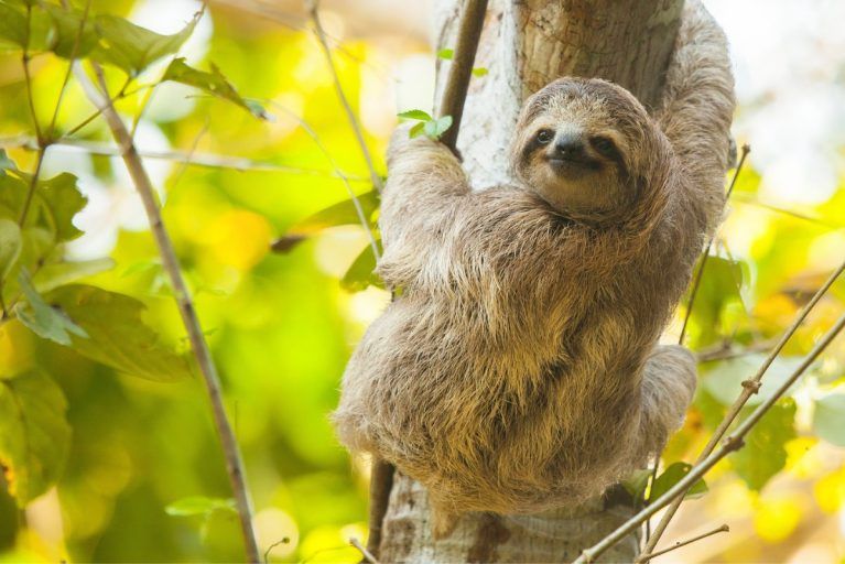 A sloth hanging from a tree in the wilderness of the Osa Peninsula.