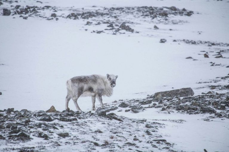 A reindeer on a snowy arctic landscape.