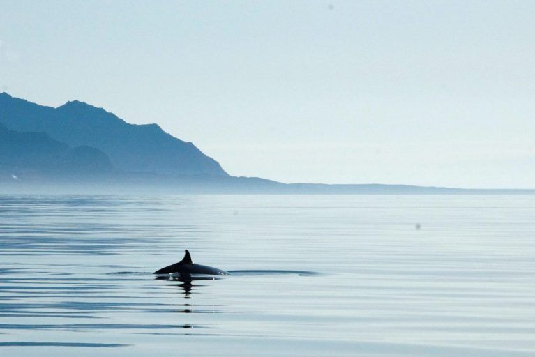 A whale in the wilderness in Svalbard.