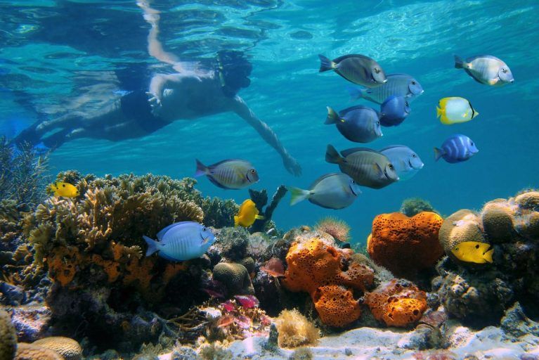 A person snorkeling in Bocas del Toro.