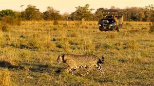 Wildlife Kingdoms Of Brazil