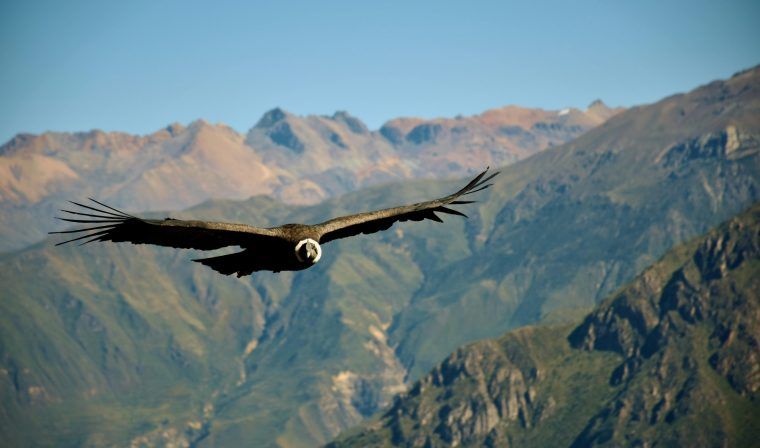 Andean Condor soaring over the Colca Canyon mountains in Peru during luxury tour