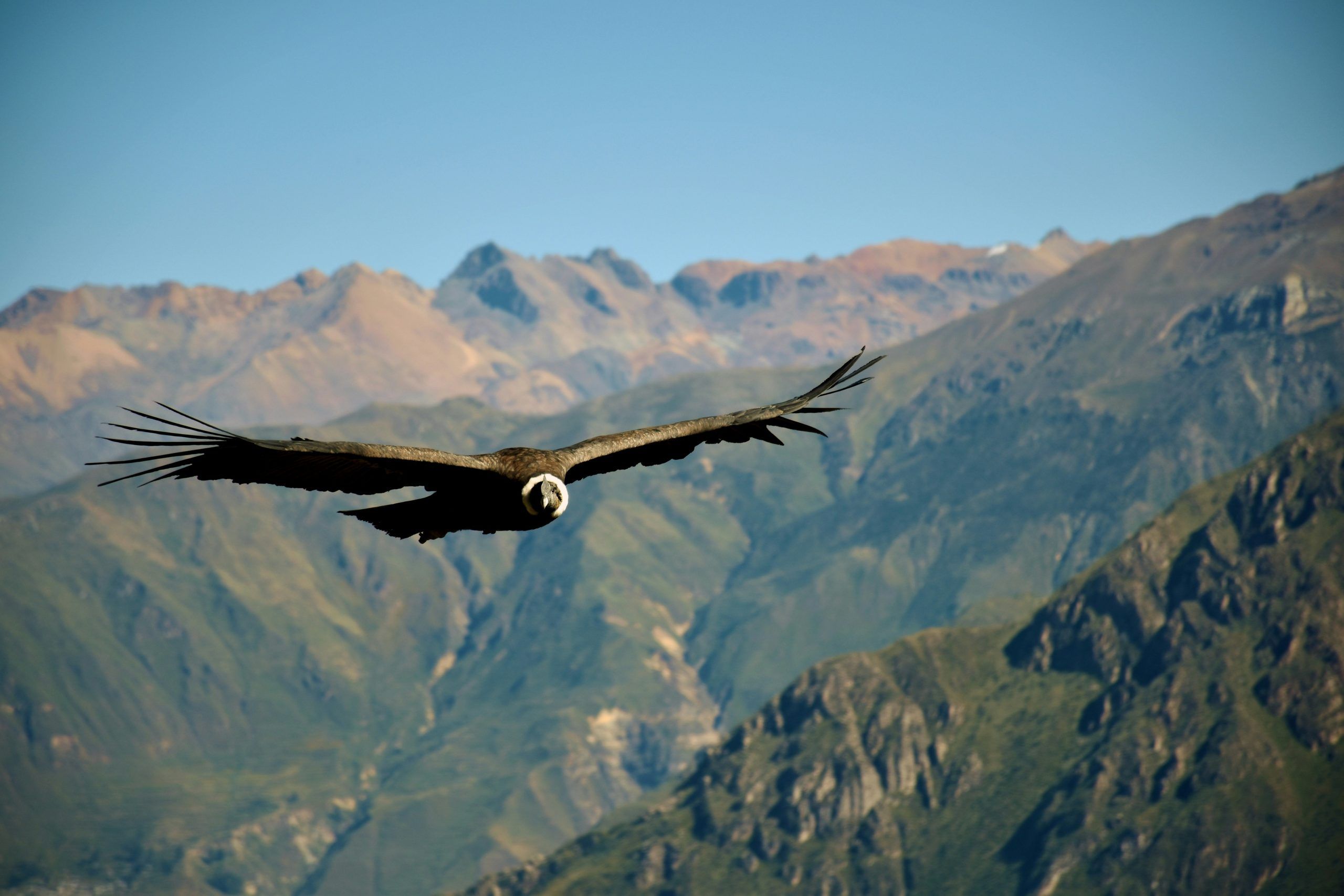 Andean Condor soaring over the Colca Canyon mountains in Peru during luxury tour
