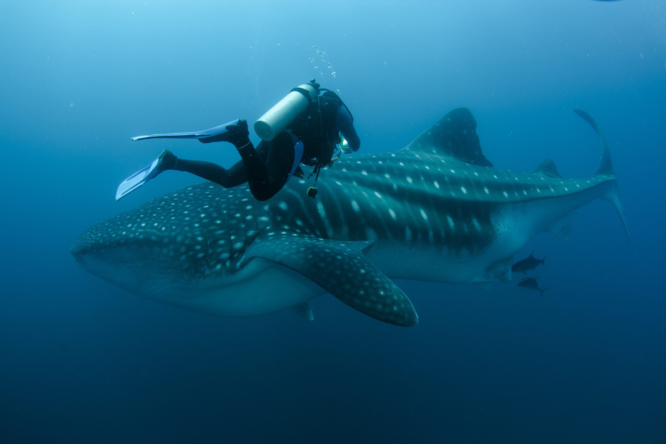 A person scuba diving next to a whale shark