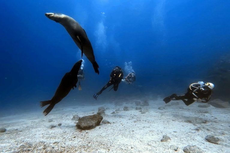 scuba divers with a seal in the galapagos islands