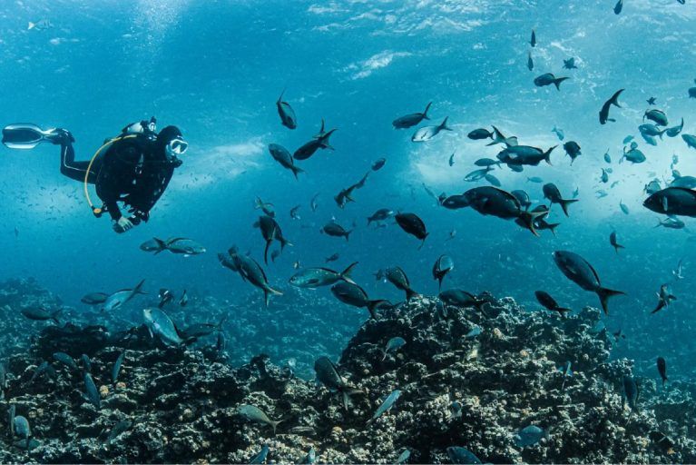 A scuba diver with a school of fish