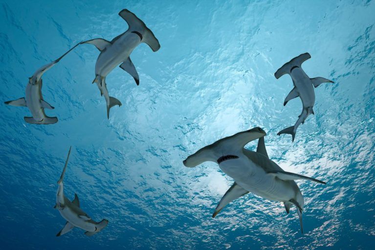 Several hammerhead sharks circling in the water