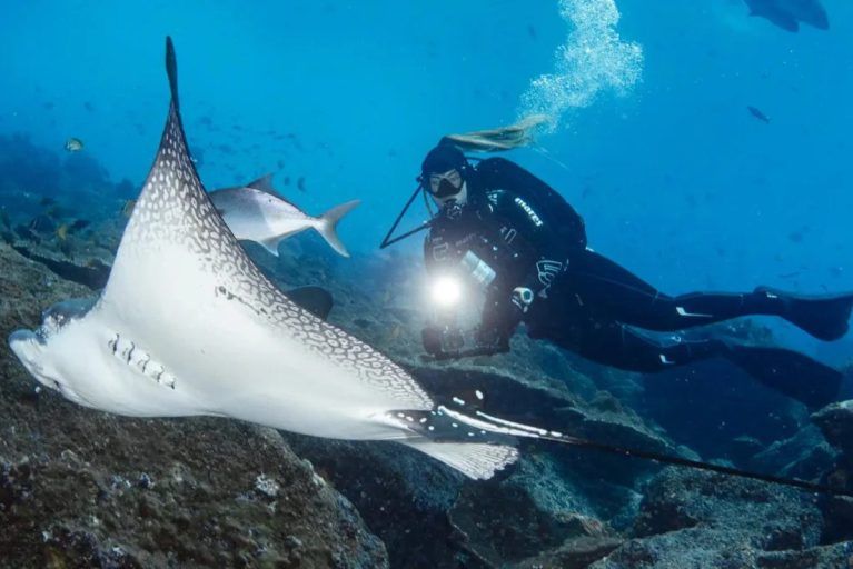 A scuba diver swimming beside a manta ray