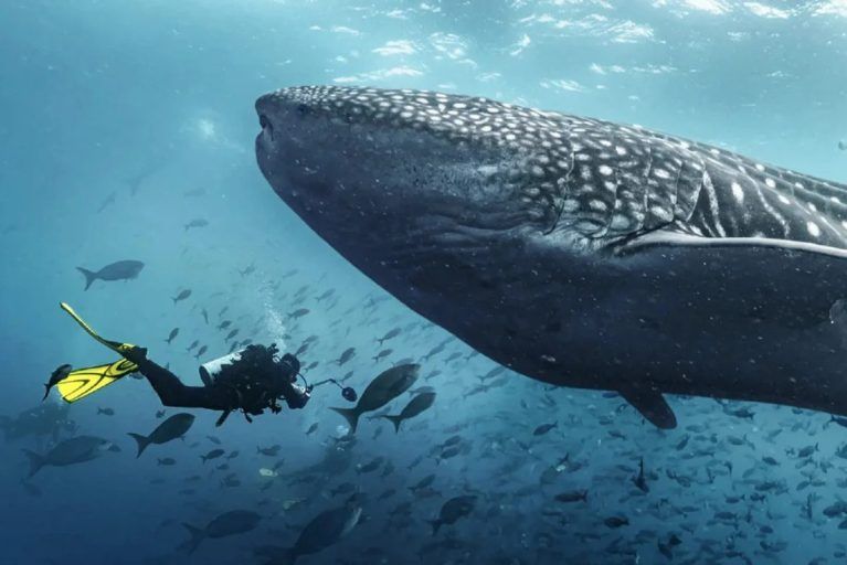 A scuba diver swimming next to a whale shark