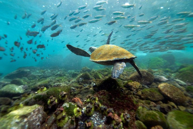 A sea turtle swimming below a school of fish in the Galapagos Islands.