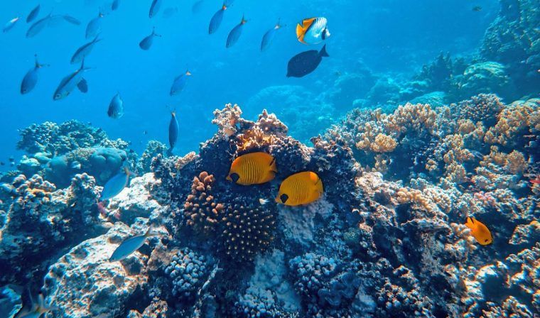 Colorful fish swimming along a reef