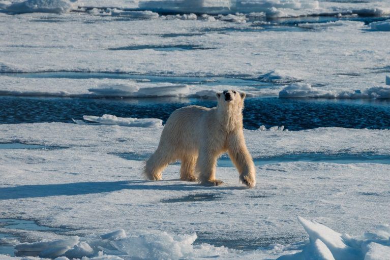 A polar bear walking on an ice shelf in Svalbard.