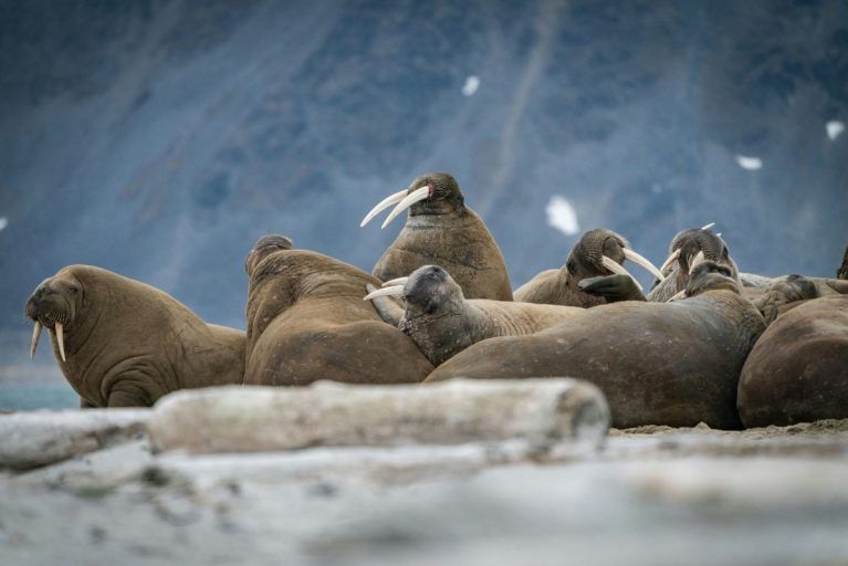 A group of walruses lying on the shore in Svalbard.